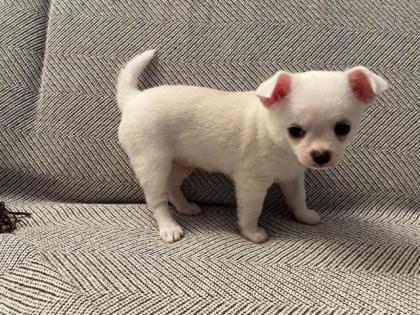 Chihuahua Welpen 3 Rüden Reinrassig