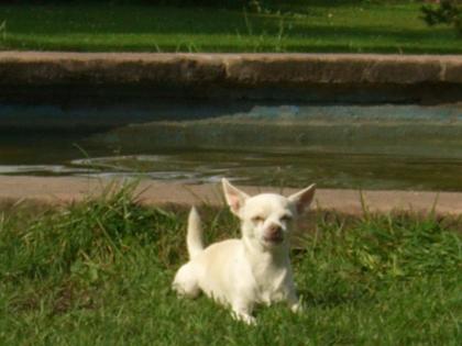 Weisser chihuahua rüde sucht hübsches weibchen zum decken