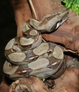 Boa constrictor imperator kolumbien