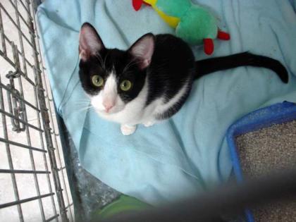 Liebes Katzenkind Marijose