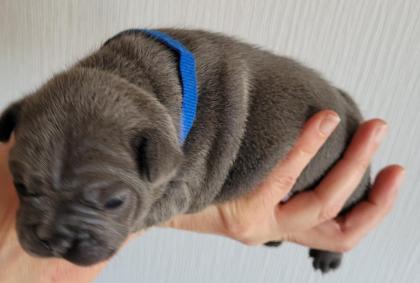 Französische Bulldogge - Welpen in blau / blue blue-tan mit Ahnentafel