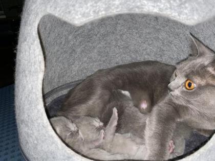 3 Zuckersüße BKH Kitten