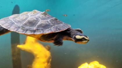 Wasserschildkröte Rotbauch-Spitzkopf-Schildkröte