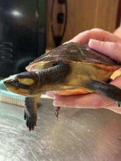 Wasserschildkröte Emydura subglobosa