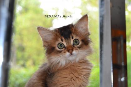 Somali- Abessinier Kitten in ruddy/ wildfarben, sorrel/ cinnamon, blau fawn