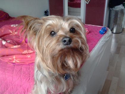 Yorkshire-Terrier will Vater werden