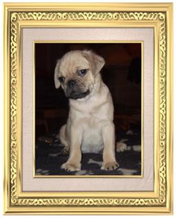 Rassmo Kleine, lustiger Traumhund