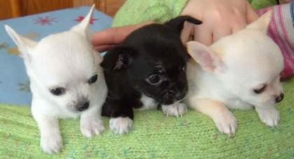 Chihuahua Welpen
