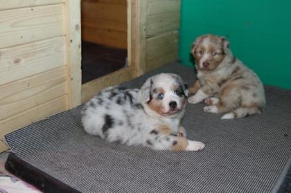 Australian Shepherd Welpen