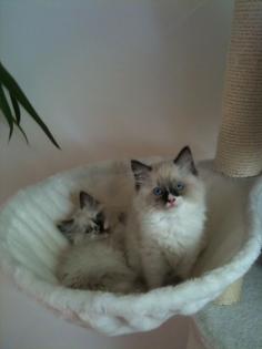 Reinrassige Ragdoll Kitten suchen Dosenöffner.