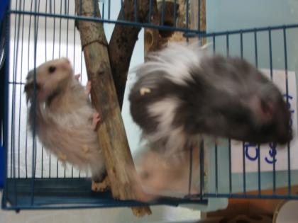Verkaufe wieder billig wunderschöne und sehr zahme Teddyhamster in den verschied