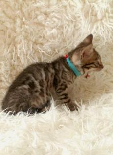 Reinrassige Bengalkitten mit Stammbaum Mini Leoparden