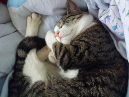 Vermisst wird ein grau getigerter Kater in Langenfeld
