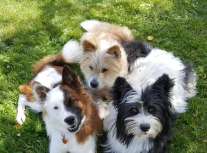Geschenk unter 20 Euro - Passt ein Hund in unseren Alltag