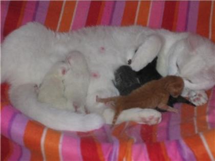 Wir haben noch zwei BKH-Kitten abzugeben