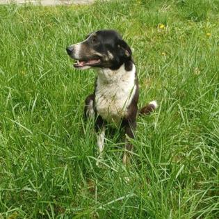 Tasha / Status sucht ein Zuhause