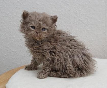 Bezaubernde Selkirk Rex Kitten