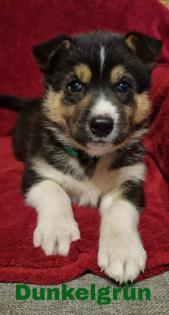 Siberian Husky x Australian Shepherd Mix