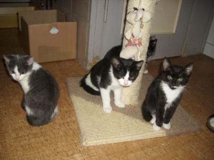 Katzen aus Tierpension / Auffangstation