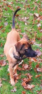 Malinois Welpe Hündin 15 Woche Belgische Schäferhündin Hund