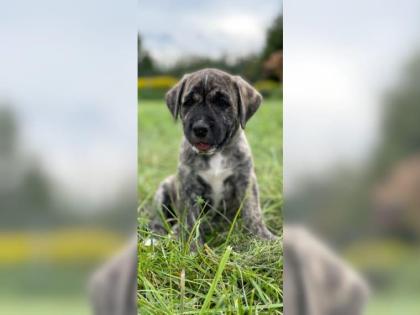 Amerikanische Bulldogge X Golden Retriever Mix welpen