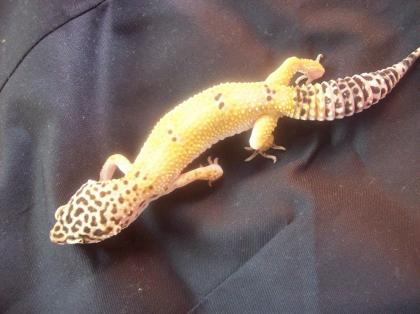 3 Leopardgecko weibchen leos, 150 Euro inklusive versandt