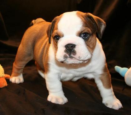 Süße Englische Bulldoggen Welpen