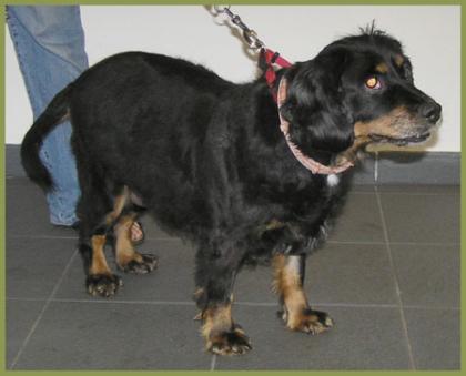 Ideale Familienhündin Charline 5 Jahre, 47 cm hoch, Cocker Spaniel, kastriert,