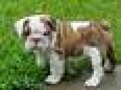 ADORABLE BULLDOGGE-WELPE FÜR VERKAUF