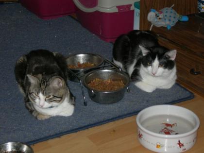 Verschenke ganz dringend 3 KATZEN
