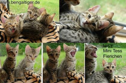 2 Mädchen auf einen Streich black tabby Bengal