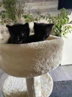 Super süße Kitten