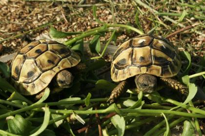 Griechische Landschildkröten, Thb. un Thh. kleinbleibende Unterart aus dem westlichen Mittelmee