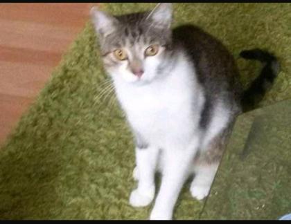 10 jährige r Kater und Katze suchen liebevolles Zuhause auf Lebenszeit