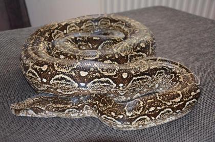 Suche adulte 0. 1 Boa Constrictor Occidentalis