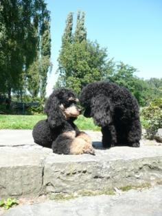Kleinpudel black and tan, Ende September 2021