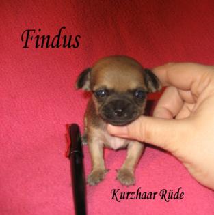 Mini-Chihuahua 10 Wochen Kurzhaar Rüde Füller klein Haselnussbraun