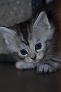 Maine Coon Kitten suchen.
