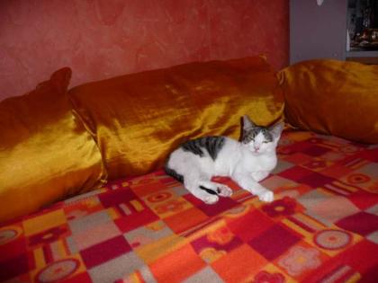 Katzenkind Corizo der Traumtigerkater