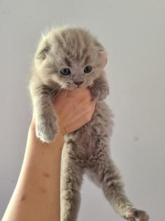 Liebevolle Kitten zu verkaufen