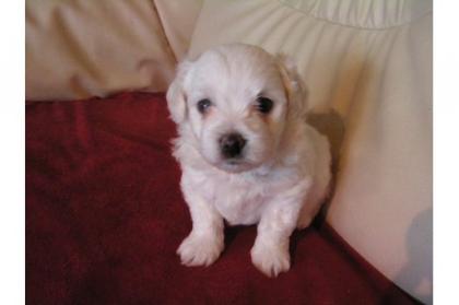 Malteser Welpen