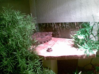 0. 1 Boa c. Imperator zu verkaufen