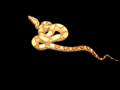 Boa Farbmorphs nz 2021