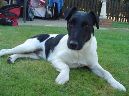 Glatthaarfoxterrier, 4 J. , schwarz-weiß