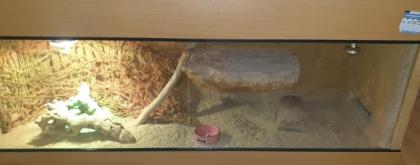 Bartagamen männlich Terrarium zu verschenken