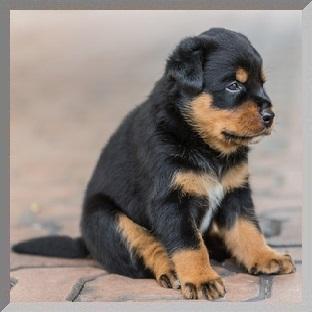 Hundephysiotherapie, mobile Hundeschule, Problemhundetherapie, Fotoshootings
