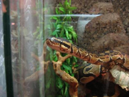 Terrarium mit 2 Königsphytons