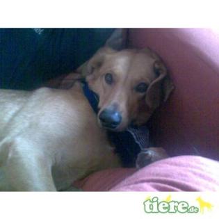 Susi, Ridgeback-Mix, 3 Jahre