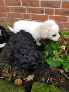 Cockapoo pudel cocker zauberhafte welpen
