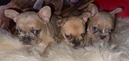 Französische Bulldogge Welpen